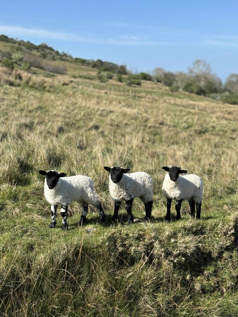 Trys ėriukai išsirikiavę ant pievelės